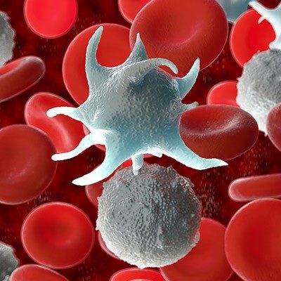 Microscopic image of platelets, red and white blood cells.